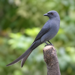 Ashy Drongo Identification Guide