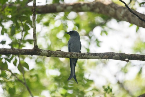 Ashy Drongo