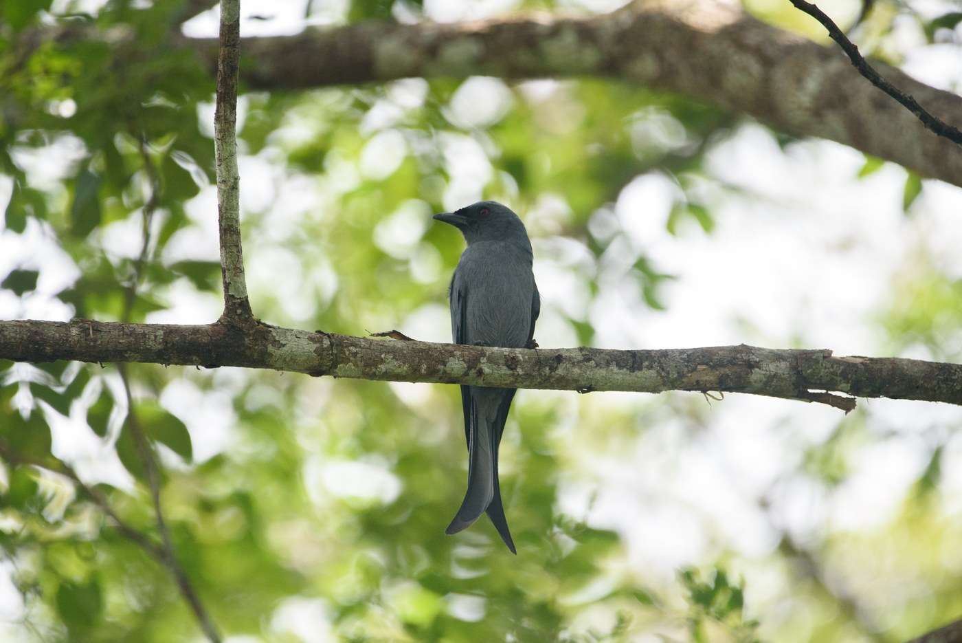 Ashy Drongo (Dicrurus leucophaeus)