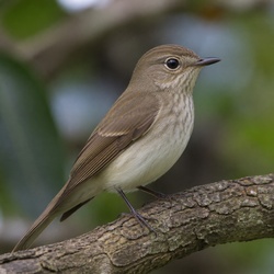 Asian Brown Flycatcher Identification Guide