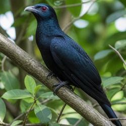 Asian Koel Identification Guide