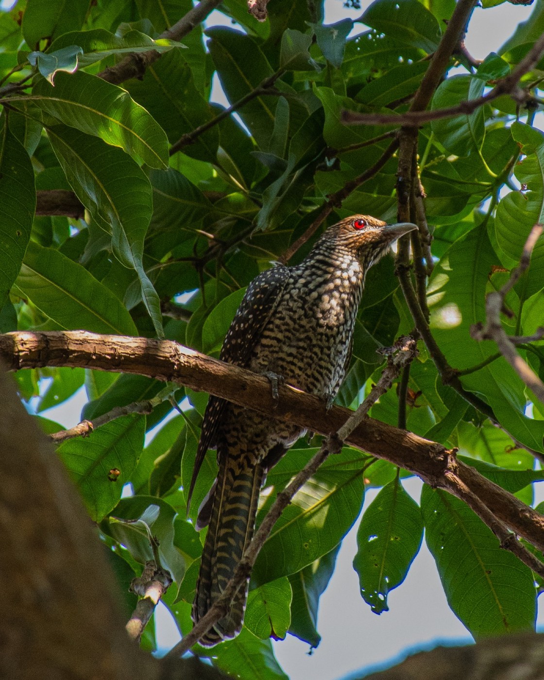 Asian Koel (Eudynamys scolopaceus)