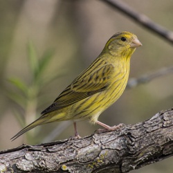 Atlantic Canary Identification Guide