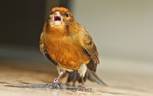 Atlantic Canary