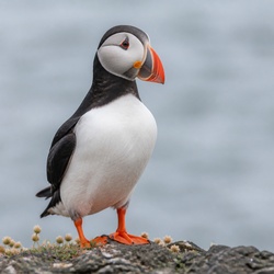 Atlantic Puffin Identification Guide
