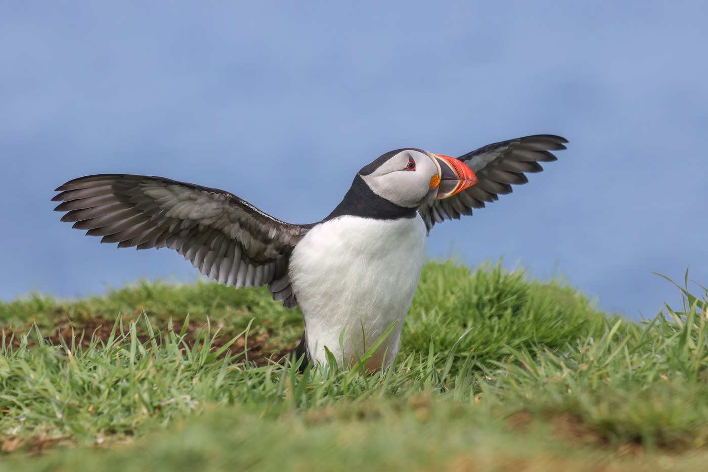 Atlantic Puffin (Fratercula arctica)