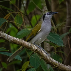 Australasian Figbird Identification Guide