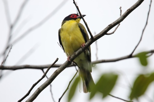 Australasian Figbird