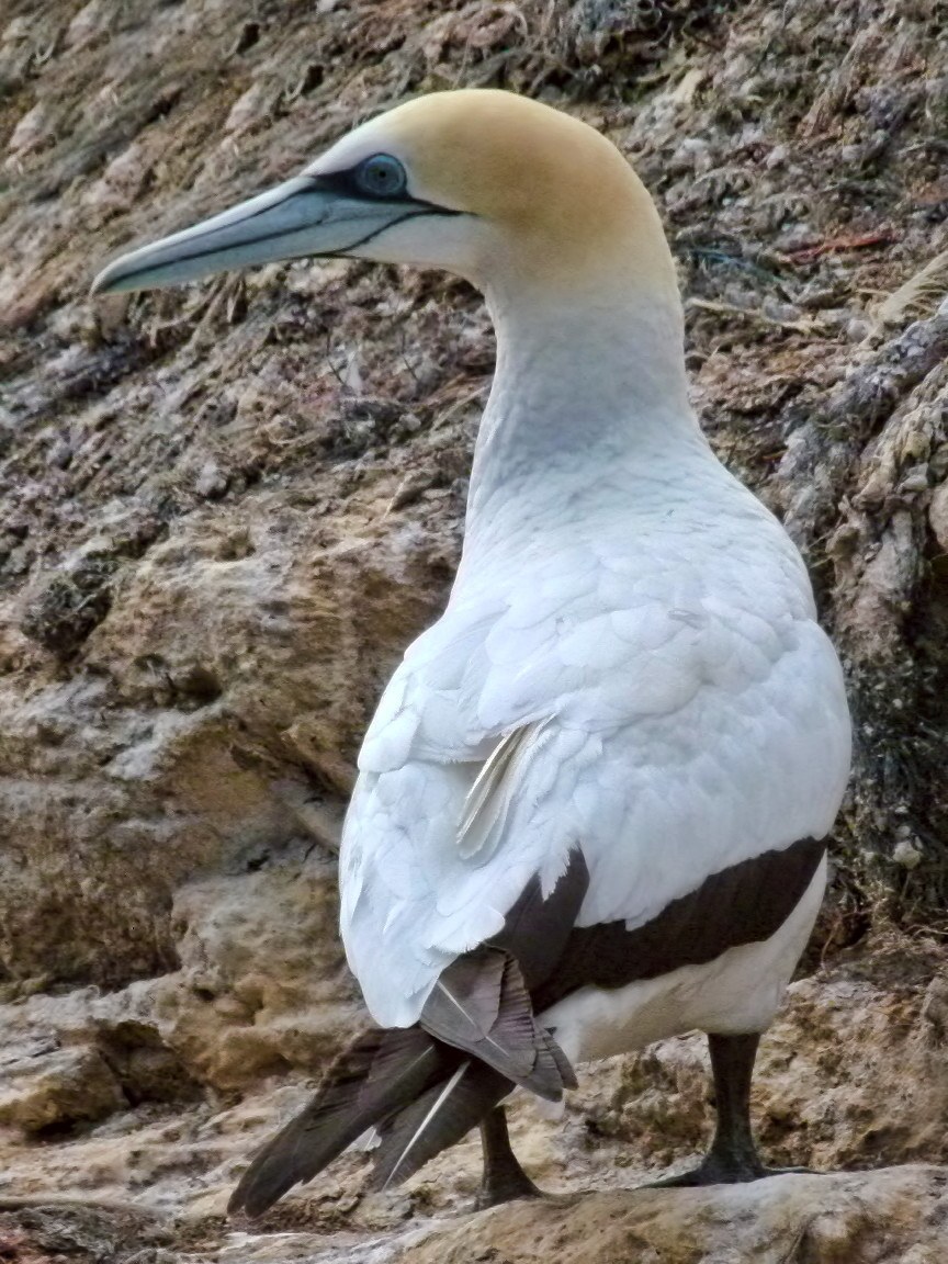 Australasian Gannet (Morus serrator)