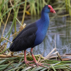 Australasian Swamphen Identification Guide