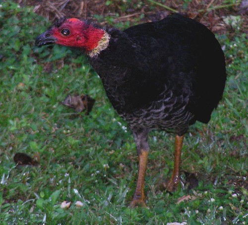 Australian Brushturkey
