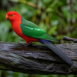 Australian King Parrot Identification Guide