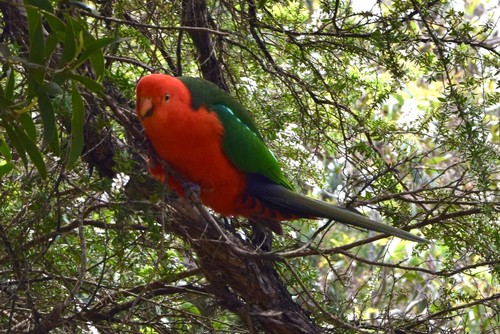 Australian King Parrot