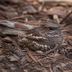 Australian Owlet-nightjar Identification Guide