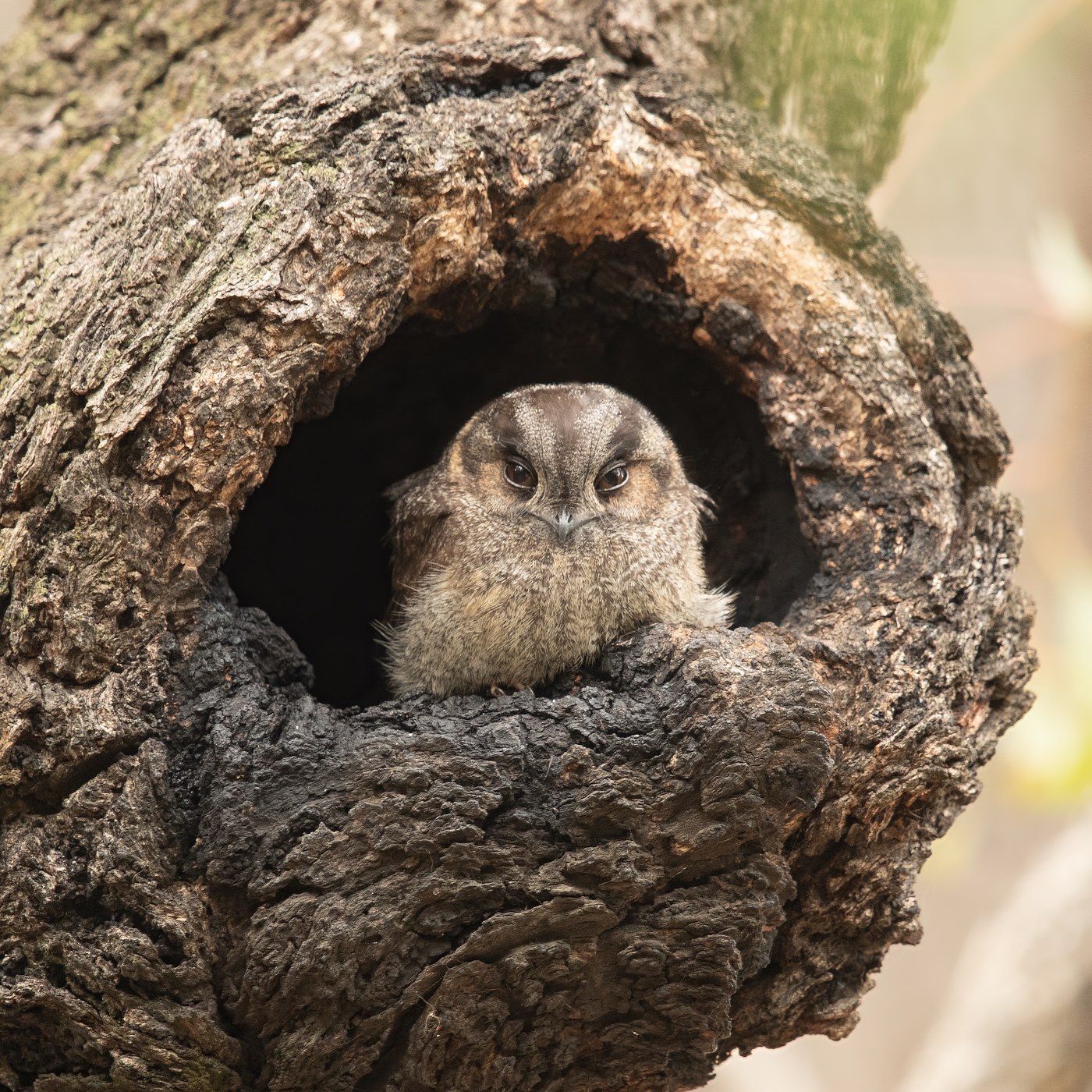 Australian Owlet-nightjar Identification Guide