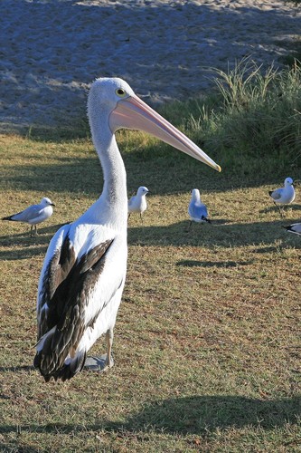 Australian Pelican