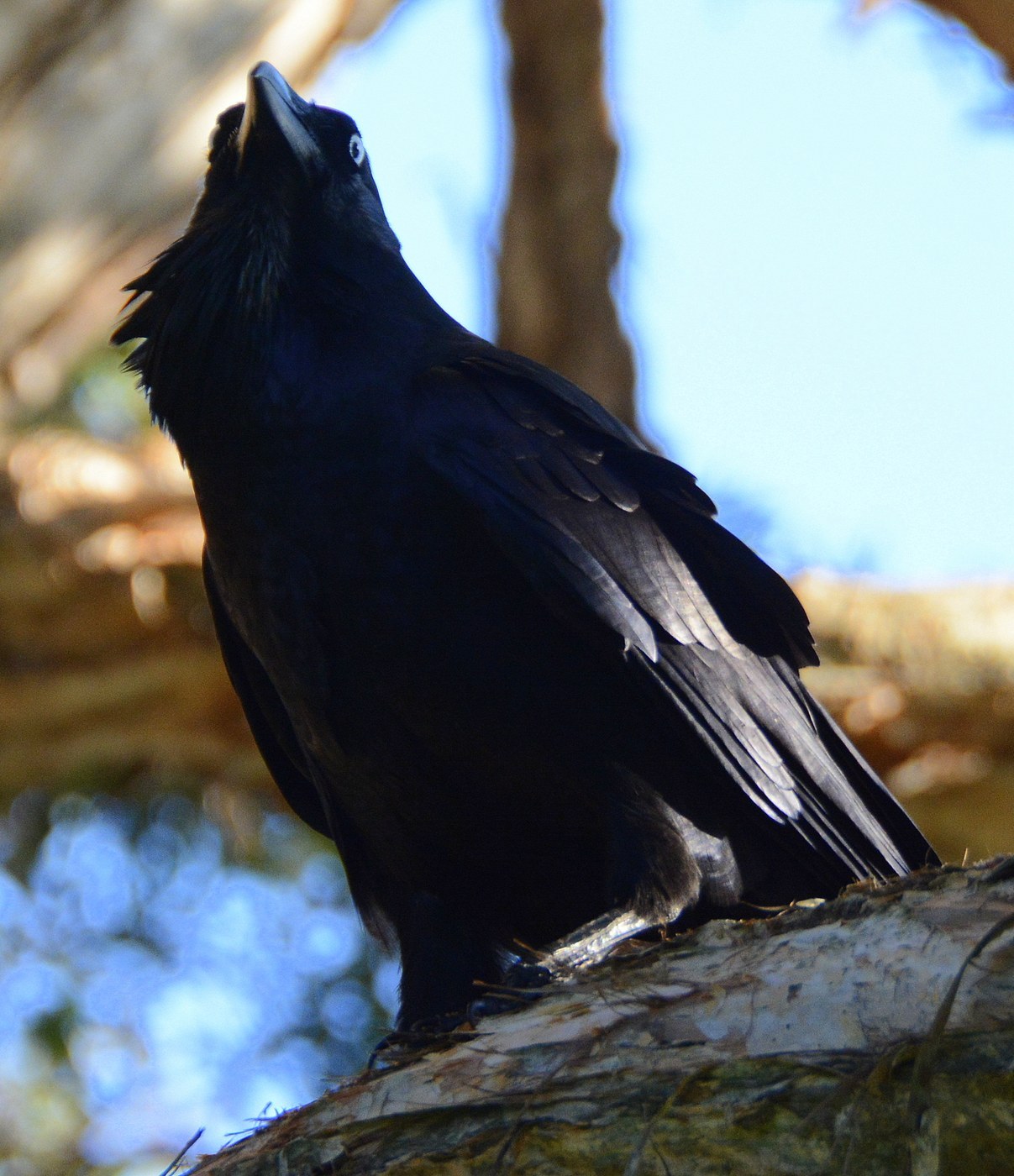 Australian Raven (Corvus coronoides)