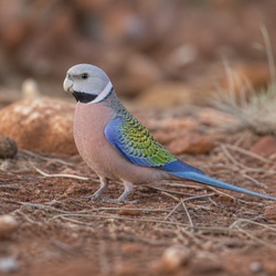 Australian Ringneck Identification Guide