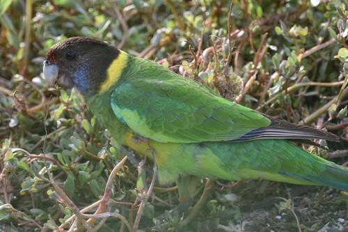 Australian Ringneck