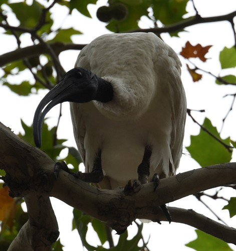 Australian White Ibis