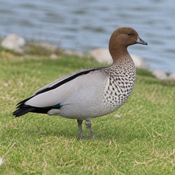 Australian Wood Duck Identification Guide