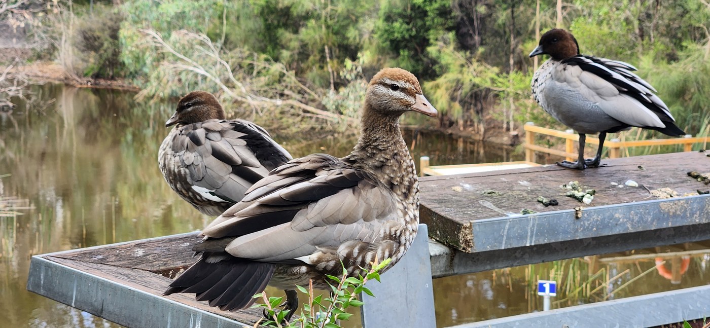 Australian Wood Duck Identification Guide