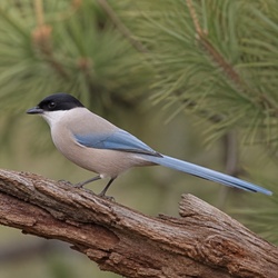 Azure-winged Magpie Identification Guide