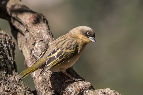 Baglafecht Weaver