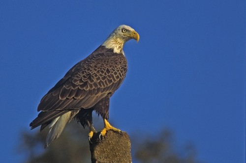 Bald Eagle