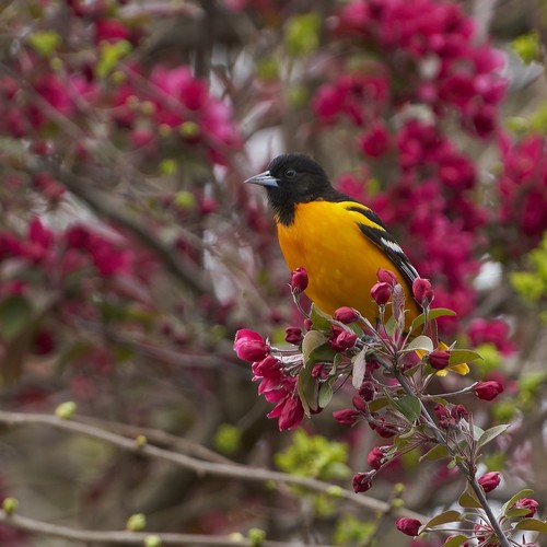Baltimore Oriole