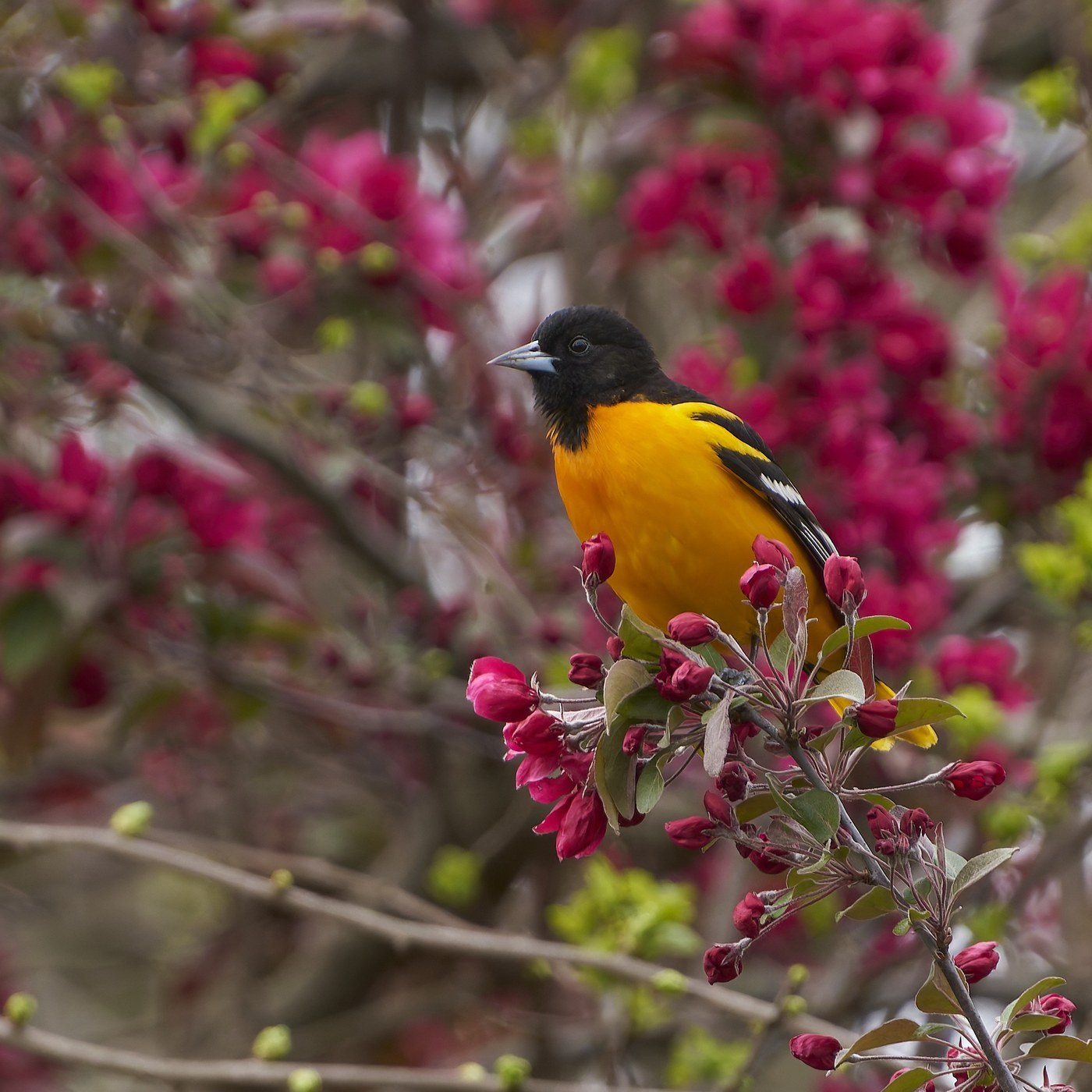 Baltimore Oriole (Icterus galbula)