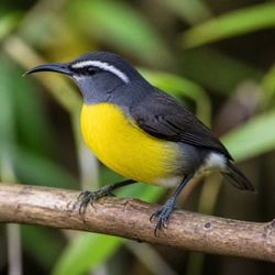 Bananaquit Identification Guide