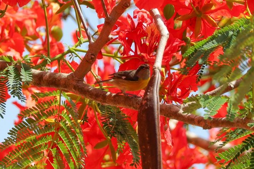 Bananaquit