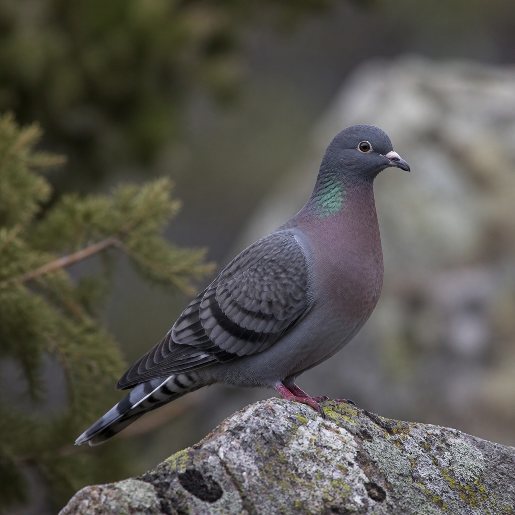 Band-tailed Pigeon