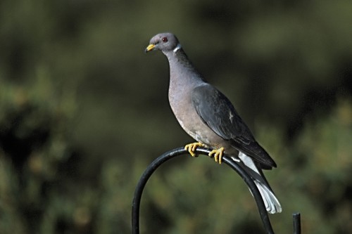 Band-tailed Pigeon