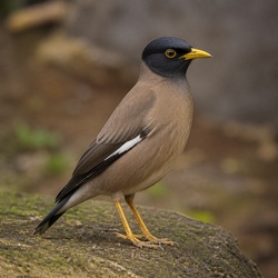 Bank Myna Identification Guide