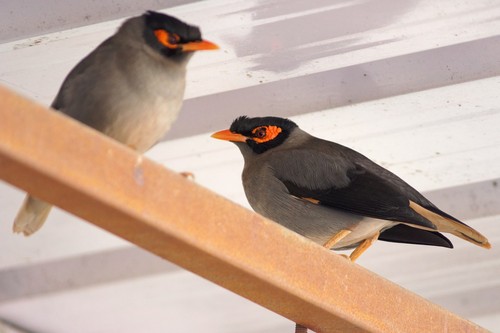 Bank Myna