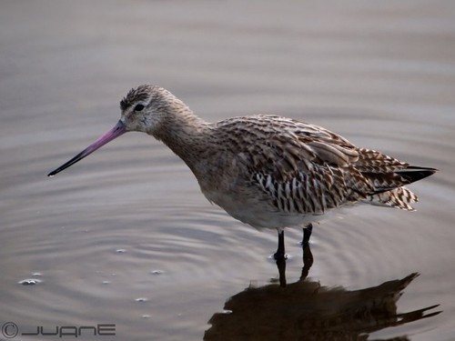 Bar-tailed Godwit