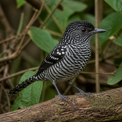 Barred Antshrike Identification Guide