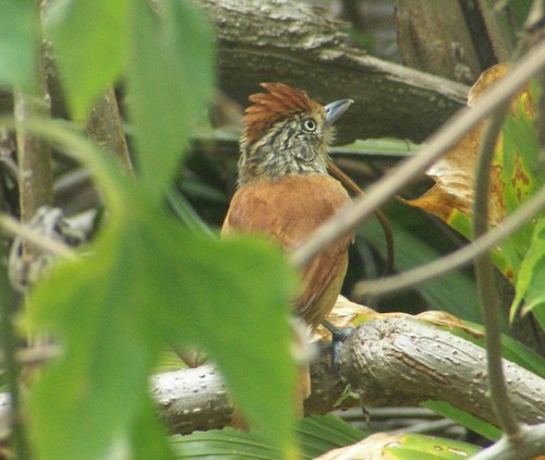 Barred Antshrike