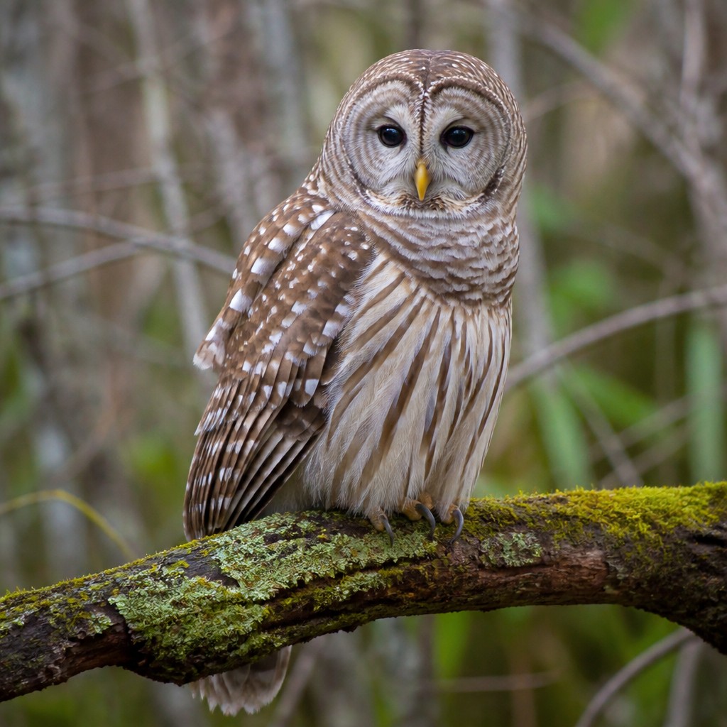 Barred Owl