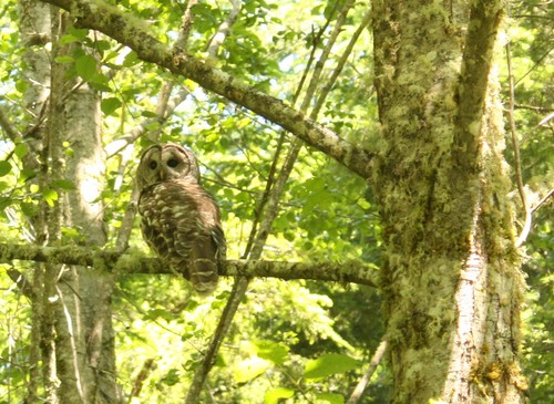 Barred Owl