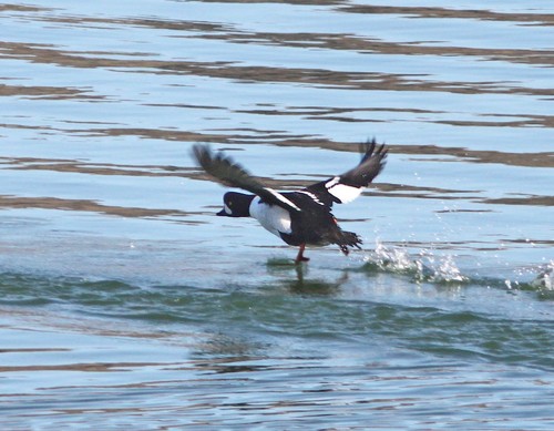 Barrow's Goldeneye
