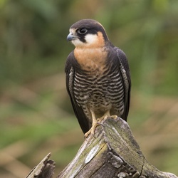 Bat Falcon Identification Guide