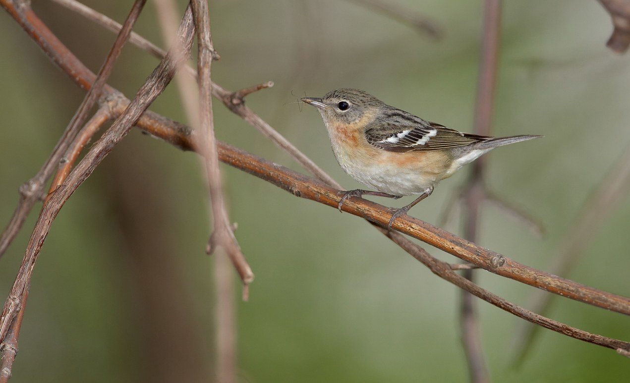 Bay-breasted Warbler (Setophaga castanea)