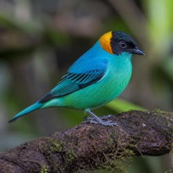 Bay-headed Tanager Identification Guide