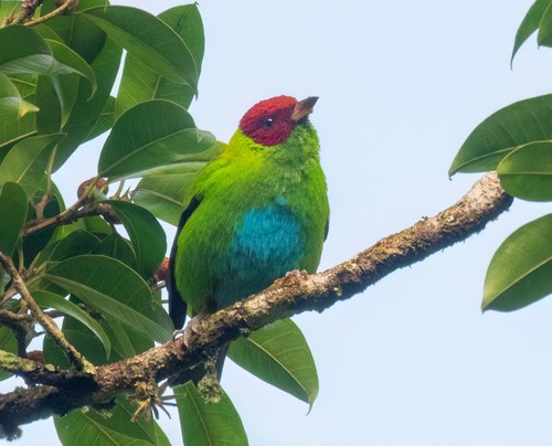Bay-headed Tanager