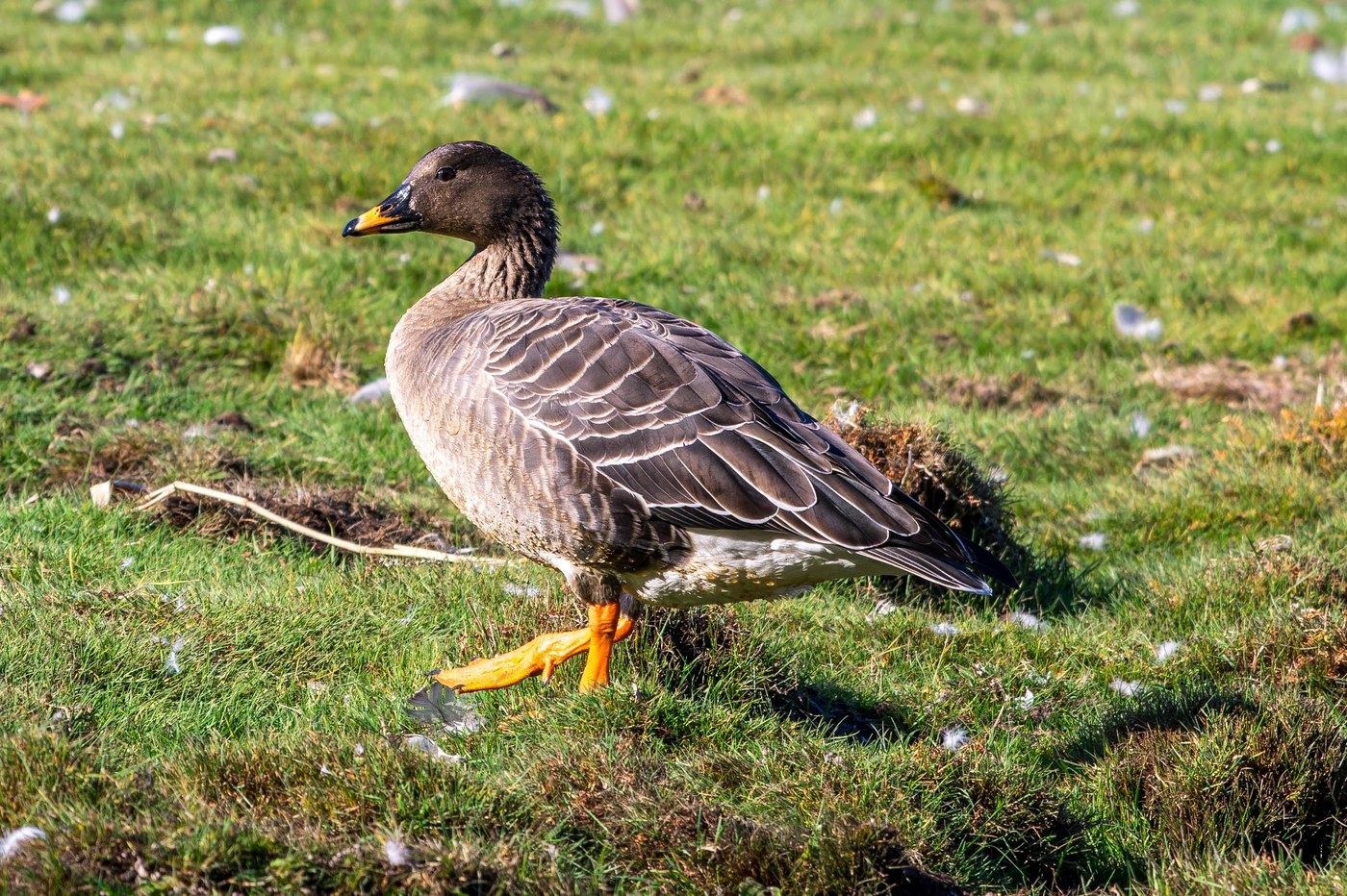 Bean Goose Identification Guide