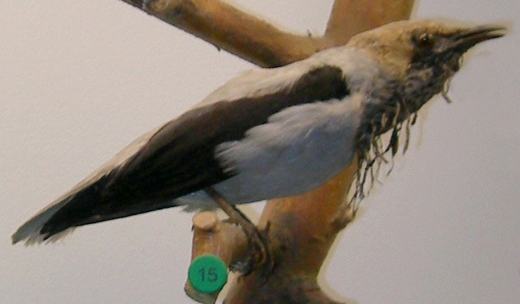 Bearded Bellbird (Procnias averano)