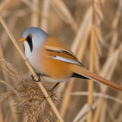 Bearded Reedling Identification Guide